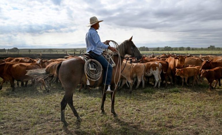  Trump’s Argentina beef import plan will harm U.S. ranchers, industry warns