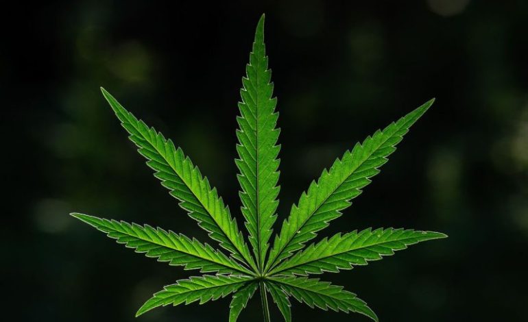  10 Biggest Cannabis Stocks in the US and Canada in 2026